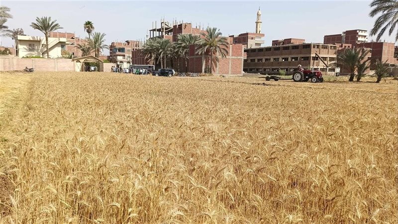 موسم القمح الجديد،فيتو