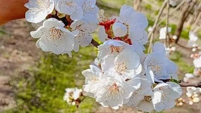 مع اقتراب أعياد الربيع.. زهور المشمش تغطى الأشجار بقرية العمار بالقليوبية (صور)