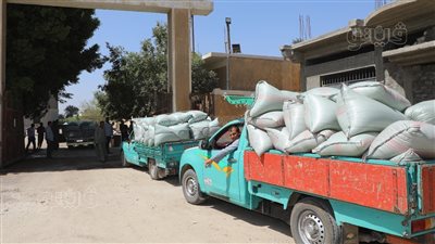 توريد 15 ألفا و842 طنًا من القمح المحلي للشون والصوامع ببني سويف