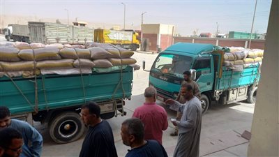 توريد 1300 طن قمح لـ 17 موقعا تخزينيا في سوهاج (صور)