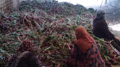 الخير فى غيطان الغربية، انطلاق موسم حصاد البصل والكيلو بـ5 جنيهات (بث مباشر)