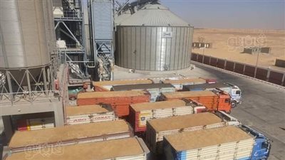 آخر إحصاء، توريد 15 ألف طن قمح للصوامع والشون بالوادي الجديد (صور)