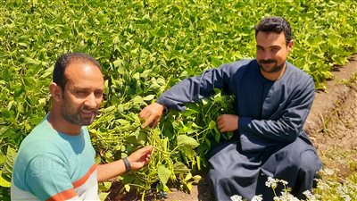 خير بلدنا من قلب الغيطان، موسم حصاد الفاصوليا في الغربية (بث مباشر)