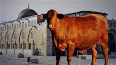 الاحتلال يشعل العالم.. إسرائيل تستعد لهدم الأقصى وبناء الهيكل المزعوم.. ذبح البقرات الخمس الحمراء غدًا.. جماعات يهودية متطرفة حصلت على الموافقة.. وتبحث عن الحاخام المناسب