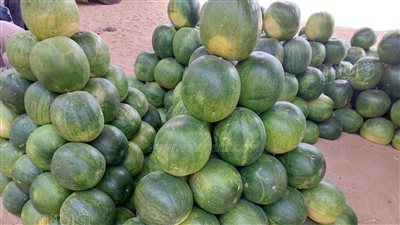 يصل لـ 170 جنيهًا، أسعار البطيخ والكانتلوب في الأسواق (فيديو وصور)