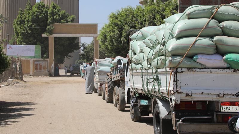 توريد القمح ببني