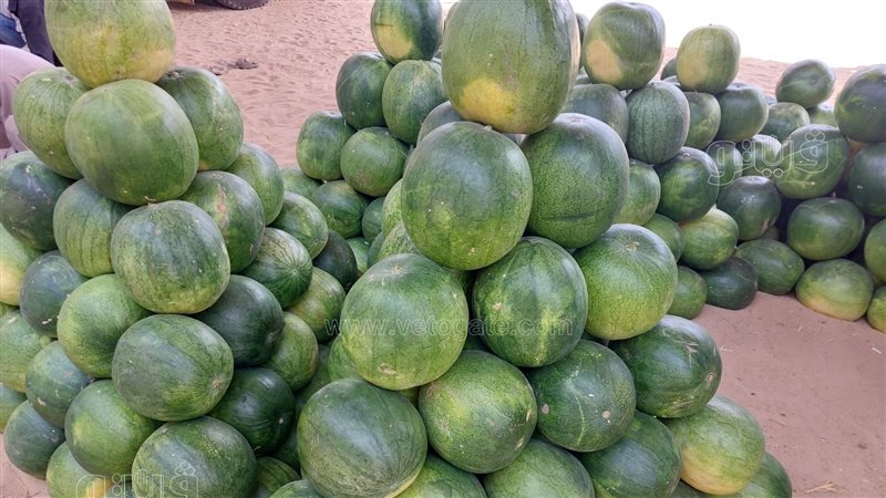 أسعار الفاكهة الصيفية