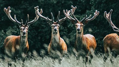 بعد وفاة حالتين، الغزلان تثير الخوف بنقل عدوى البريون للإنسان