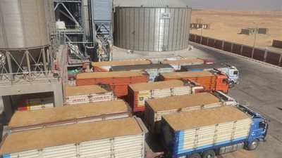 زراعة الوادي الجديد: توريد القمح يصل لـ 23 ألفا و452 طنا