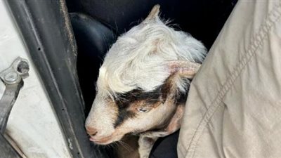 اعتقال 13 مستوطنا يهوديا حاولوا إدخال شاة إلى باحات الأقصى 