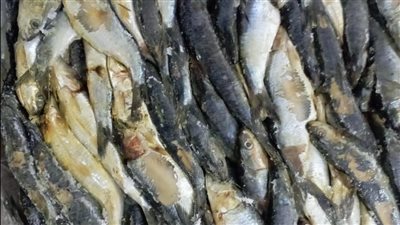 ضبط 6.5 طن أسماك مملحة غير صالحة للاستهلاك بالمنوفية