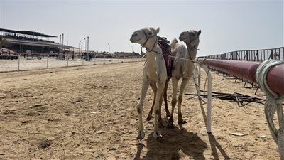انطلاق مهرجان الهجن بمدينة العريش ضمن احتفالات شمال سيناء بعيدها القومي (فيديو)