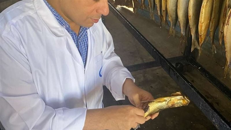 ضبط طن رنجة فاسدة