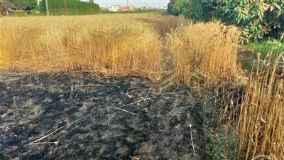 السيطرة على حريق بمزرعة قمح في الإسماعيلية (صور)