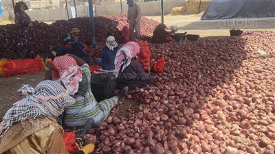 فرحة مزارعي بني عبيد بموسم حصاد 45510 فدان بصل في الدقهلية (فيديو وصور )