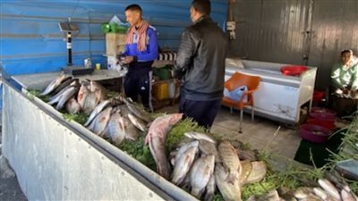 منافذ محاربة الغلاء، كلمة السر في استقرار أسعار الأسماك في الأقصر