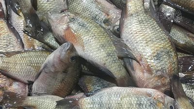 نقيب صيادي البرلس يعلق على حملات مقاطعة الأسماك بكفر الشيخ: أنا معكم تماما