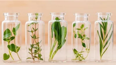 كنز المستخلصات النباتية.. مشروع جديد لإقامة بنك ضخم لاستكشاف علاجات جديدة للسرطان والسكر والزهايمر.. وجمع 1700 نوع نباتى حتى الآن