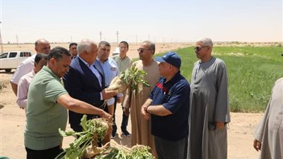 بإنتاجية وجودة مرتفعة، محافظ الوادي الجديد يتفقد نجاح تجربة زراعة بنجر السكر 