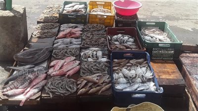 منسق مبادرة مقاطعة الأسماك: مستمرون لما بعد شم النسيم حتى تنخفض 50%