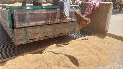 أحدث إحصاء، المواقع التخزينية بالشرقية تستقبل 602 ألف طن قمح 