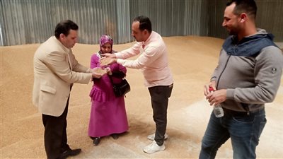 تموين الإسكندرية: توريد 503 أطنان قمح والزراعة تدعو المزارعين لتوريد أكبر كمية 