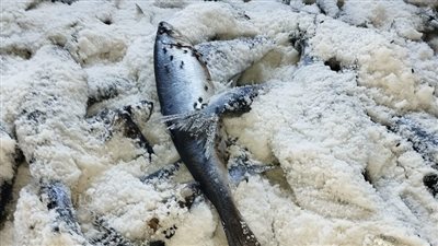 استعدادا لأعياد الربيع، ضبط طن وربع رنجة فاسدة وتحرير 43 محضرا بالغربية