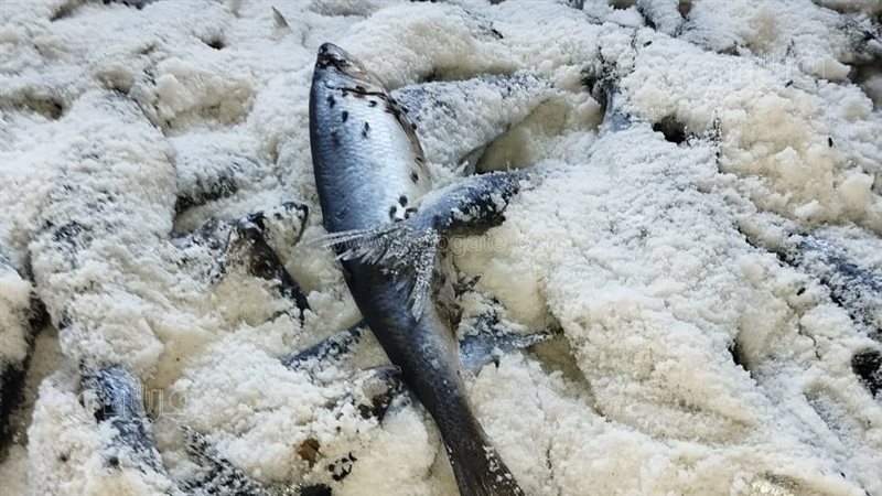 ضبط طن وربع رنجة