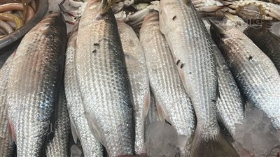 ضبط 23 صندوق أسماك منتهية الصلاحية بثلاجة مواد غذائية ببني سويف