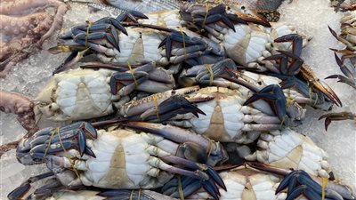 أسعار الأسماك اليوم، الكابوريا تسجل 220 جنيهًا في سوق العبور