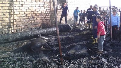 السيطرة على حريق بحظيرة ماشية في المنيا