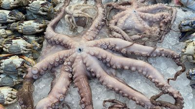 تاجر أسماك عن حملة «خليه يعفن»: الناس مش معاها فلوس تشتري حاجة (فيديو وصور)