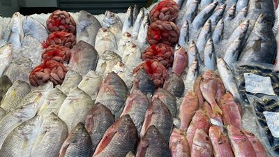 أسعار الأسماك اليوم، البلطي يتراجع لما قبل 14 شهرًا بسوق العبور