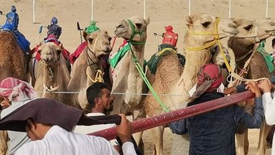 الوادى الجديد تحصد مراكز متقدمة بمهرجان سباق الهجن بشمال سيناء