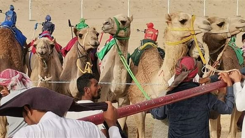 سباقات الهجن، ڤيتو