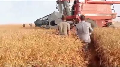 الرمال تحولت إلى غلال، حصاد القمح بمزارع الفرافرة (صور)