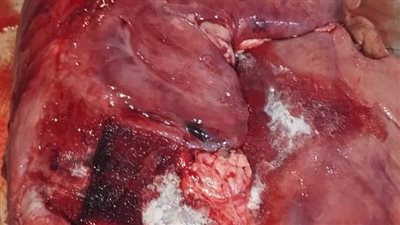 ضبط 22 طن مصنعات لحوم فاسدة بالقاهرة