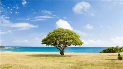 تفسير حلم الشجرة في المنام وعلاقته بطول العمر وسعة الرزق