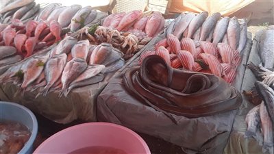 بائعو الأسماك فى الإسكندرية: مش عارفين نبيع بعد مقاطعة المواطنين للشراء