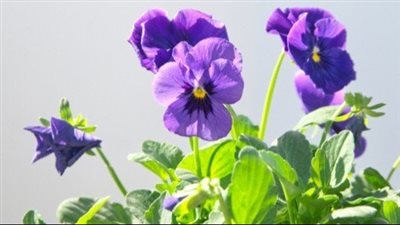 اصنعي بنفسك ماء زهرة البنفسج لبشرة صافية 