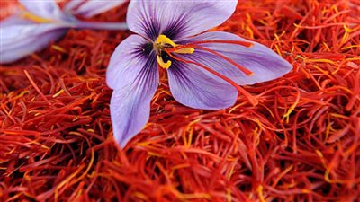 فوائد الزعفران، ينظم مستوى الضغط بالدم ويخفض الكوليسترول 