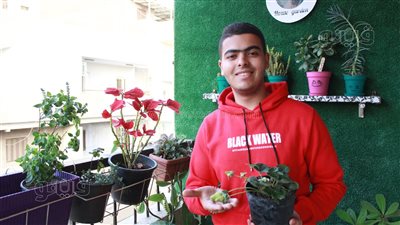 جمع بين الزراعة والتجارة.. «جيوفاني» ينجح في زراعة الخضروات والفاكهة بشرفات المنازل.. ويقدم لخبراته لمتابعيه على توك توك (فيديو) 