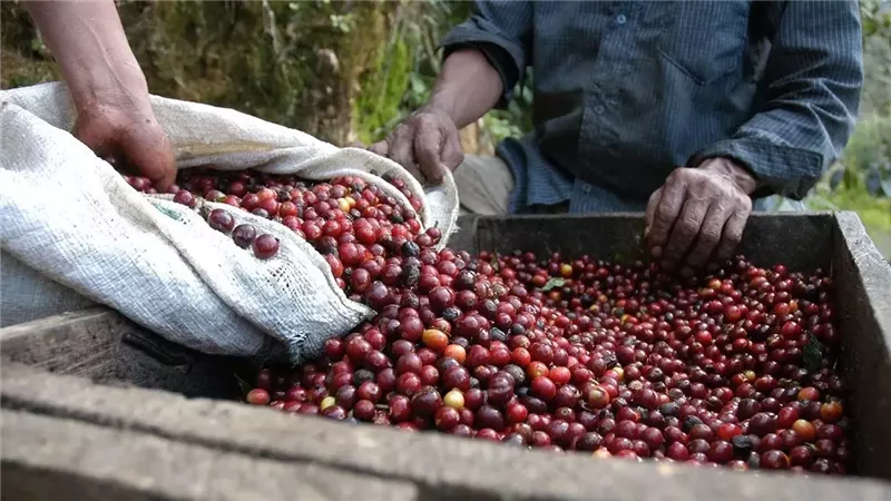 زراعة البن في مصر،فيتو