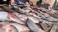رغم المقاطعة، سعر البلطي يقفز 11 جنيهًا في سوق العبور وهذه أسعار الأسماك الأخرى 