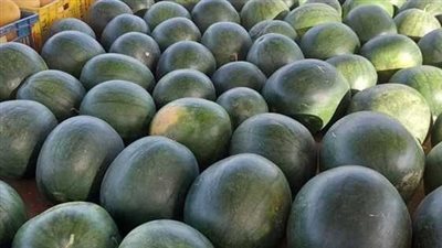 مجلس الوزراء يكشف حقيقة انتشار بطيخ مسرطن بالأسواق