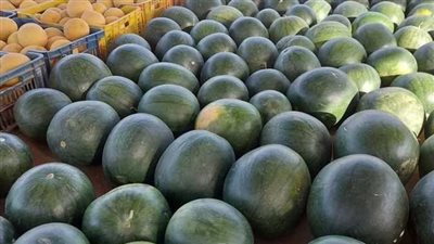 تهتك للأنسجة وتعفن، البحوث الزراعية تكشف تعرض البطيخ لتغيرات فسيولوجية