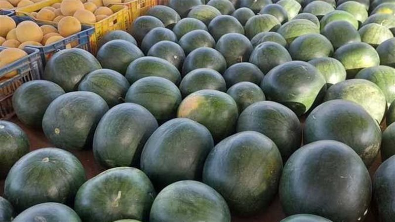 البطيخ، فيتو