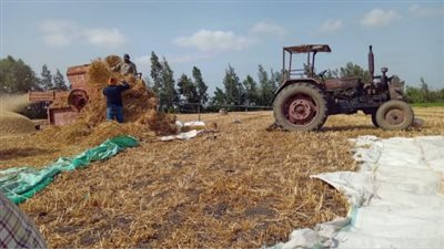 تموين الشرقية: توريد 222 ألف طن قمح حتى الآن