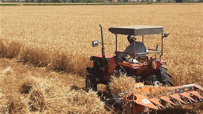  فرحة كبيرة بين أهالي البحيرة بموسم حصاد القمح (بث مباشر)