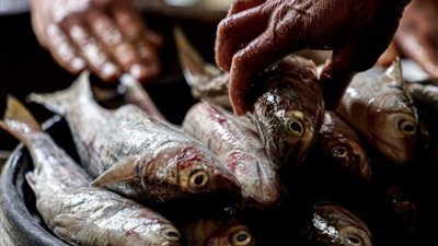 يسبب ذبحة صدرية وارتشاحا بالمخ، تحذير من تناول الفسيخ في شم النسيم